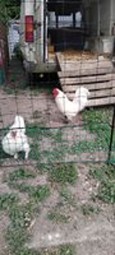  Couple coq nain et poule naine blancs 