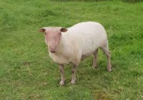 recherche 1 bélier rouge de  l'ouest 0 81500 Fiac