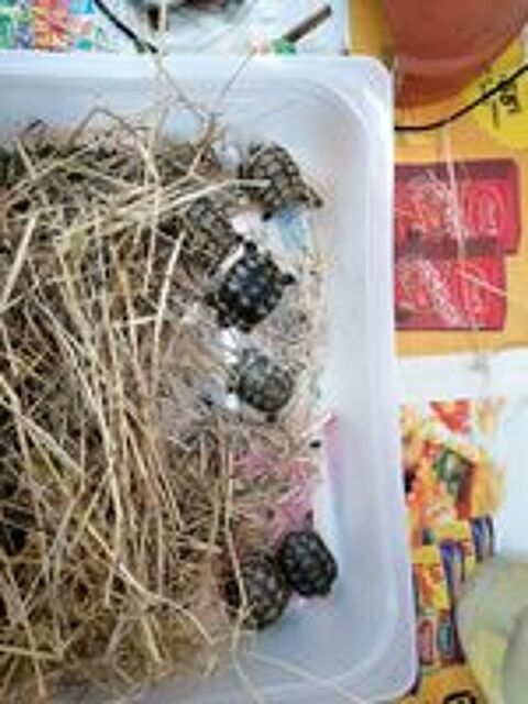   Tortues terrestres 
