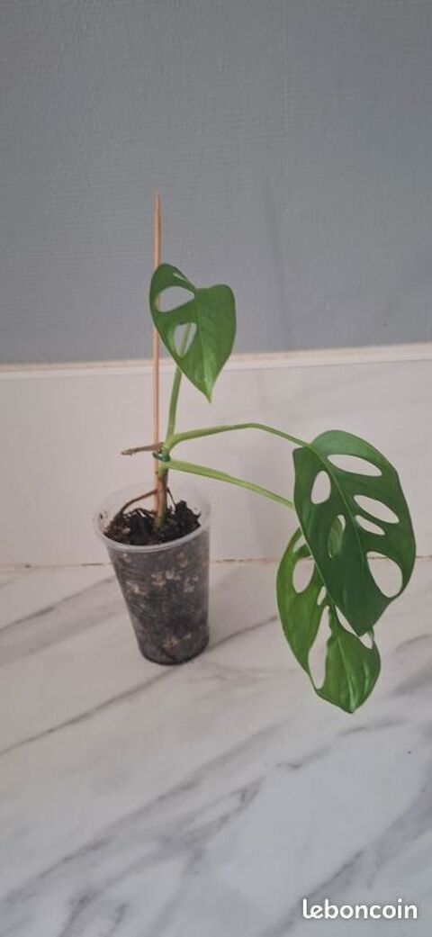 Monstera adansonii bouture 84 3 Clermont-Ferrand (63)
