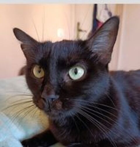   AGATHA 