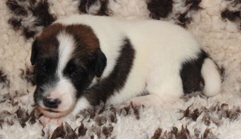 CHIOTS  LOF FOX TERRIER POIL LISSE, une belle naissance. 1400 28800 Pré-saint-Évroult