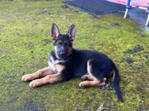   Chiot Berger Allemand LOF  