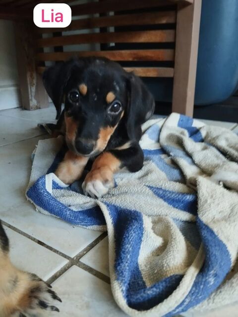 LIA, la jolie cr&eacute;ole 300 60000 Allonne