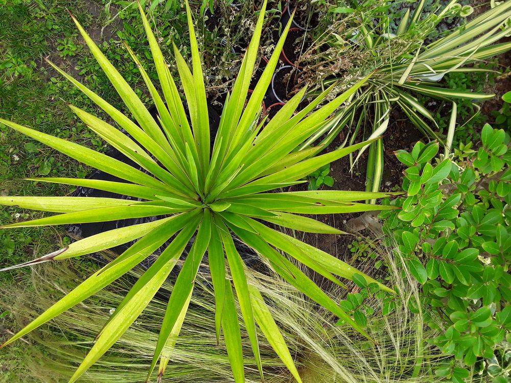Plantes vivace Jardin