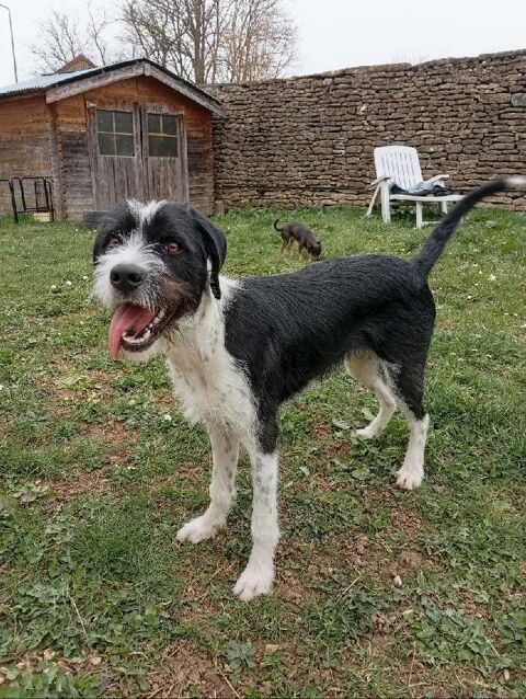 Lala gentille chienne a besoin d'une famille 0 89144 Ligny-le-chtel