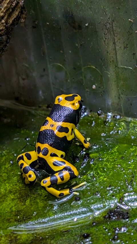 Dendrobates Leucomelas 50 06600 Antibes