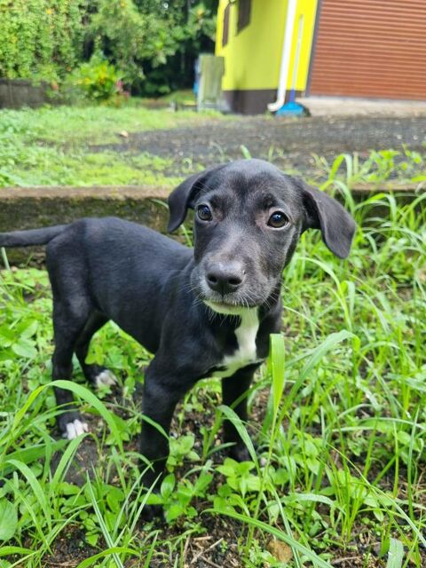 Isis, femelle crois&eacute;e berger, n&eacute;e le 06/11/2025 🤍 300 59000 Lille