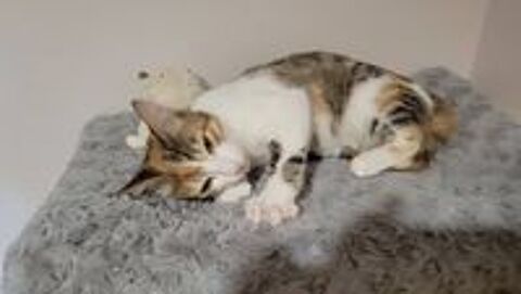   Chat FRIMOUSSE à l adoption 