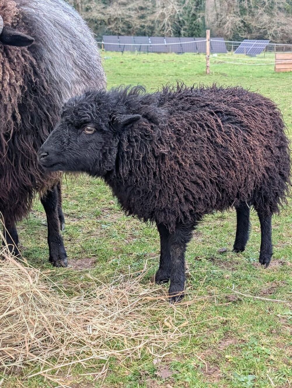   Maout, brebis d'ouessant à adopter 