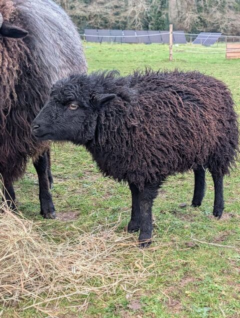 Maout, brebis d'ouessant &agrave; adopter 50 44360 Vigneux-de-bretagne