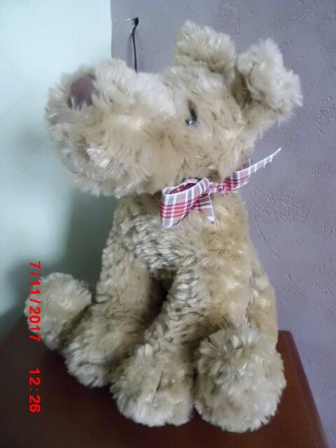 CHIEN BEIGE riverdalle 0 Oignies (62)