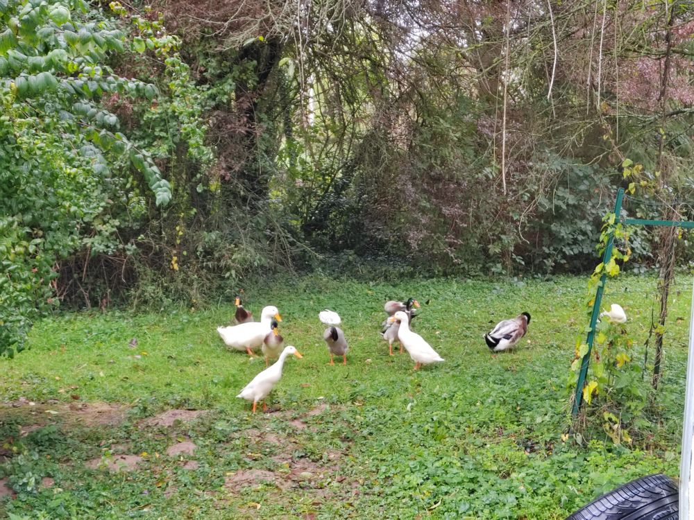   Canards en couples  