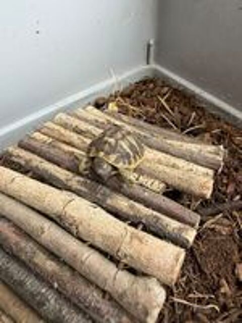   Tortues 2026 