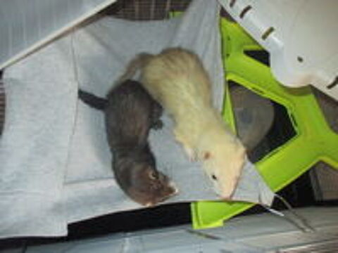   jeune furet mâle et femelle divers couleurs 