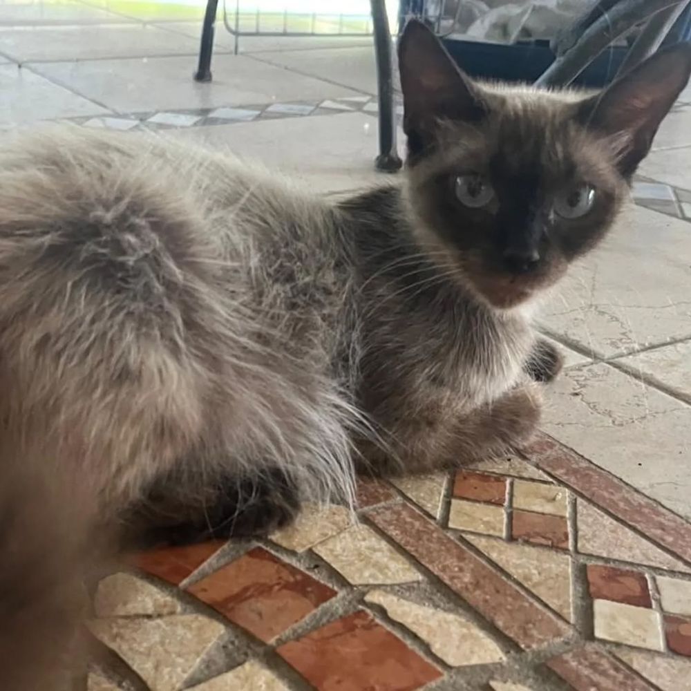   ✨️ MAHA ✨️ 🐱 