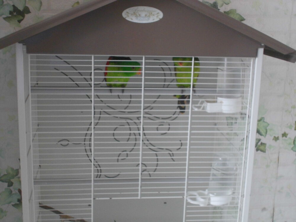   échange volière oiseaux  