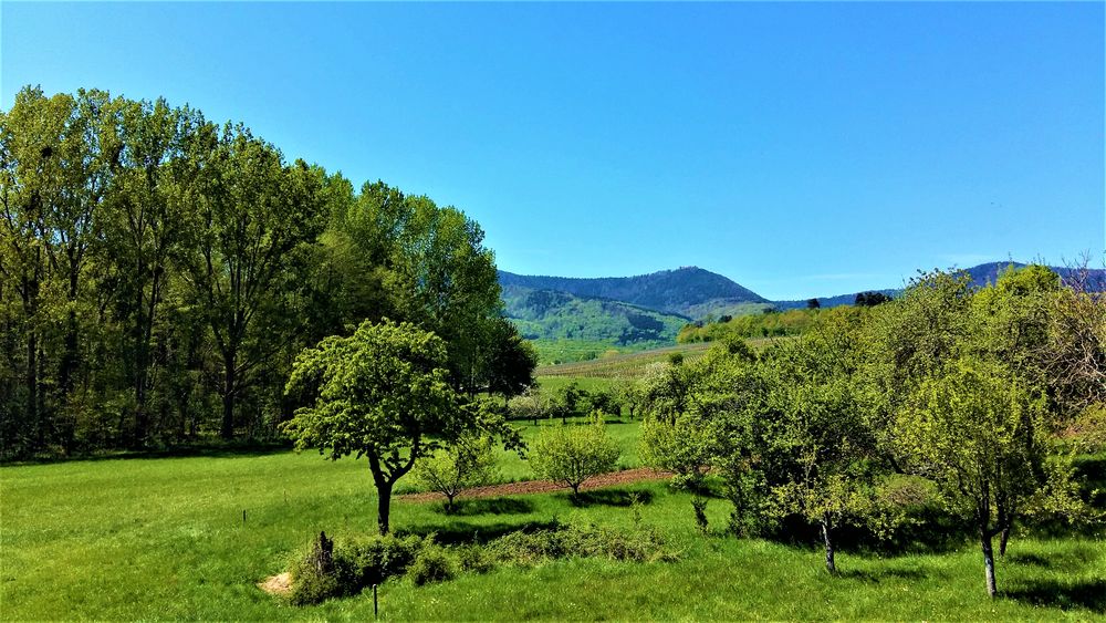   GITE DE LA SECKMATT, EN PLEINE NATURE, DE 4 A 8 PERSONNES,   Alsace, Bernardswiller (67210)