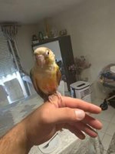   Conure ananas 
