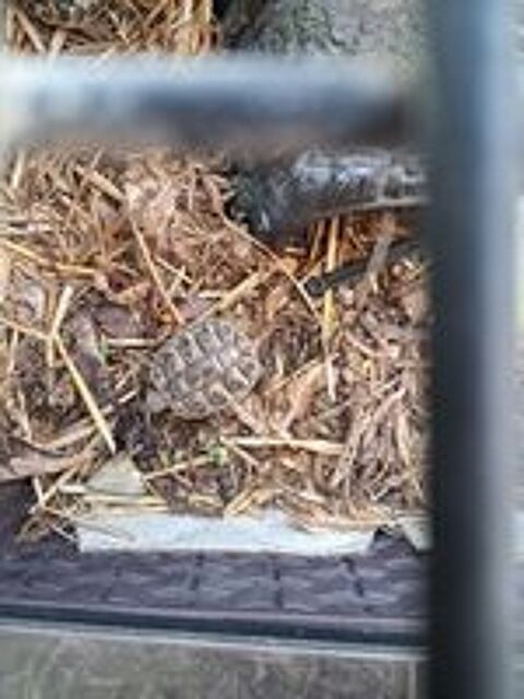   Tortue 2ans   