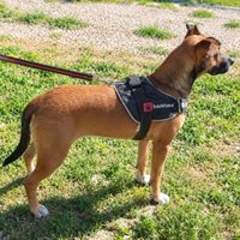   Mia - jolie chienne 