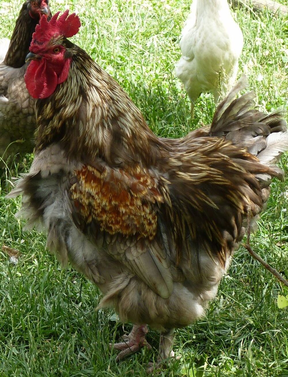   coq  