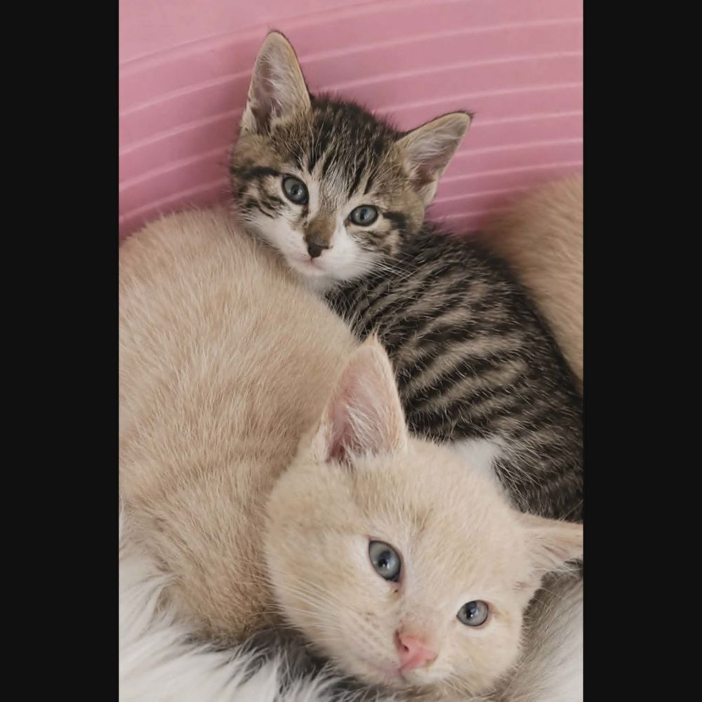   GUCCI et MALIBU 