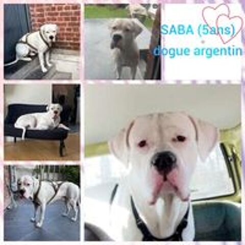   SABA ( DOGUE ARGENTIN DE 5 ANS RECHERCHE UNE FAMILLE) 
