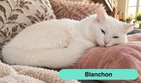   Blanchon, magnifique chat blanc à adopter 