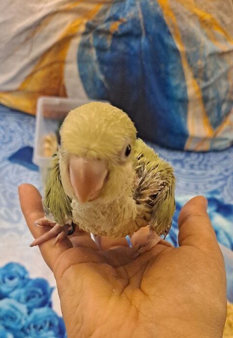 Conure souris / veuve / quaker 150 95700 Roissy aeroport ch de gaulle