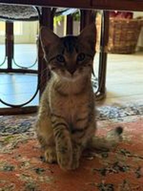   Don chatons  