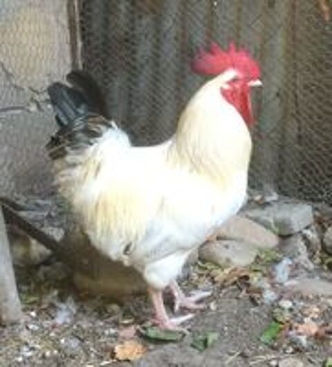   COQ DE FERME BLANC REPRODUCTEUR 