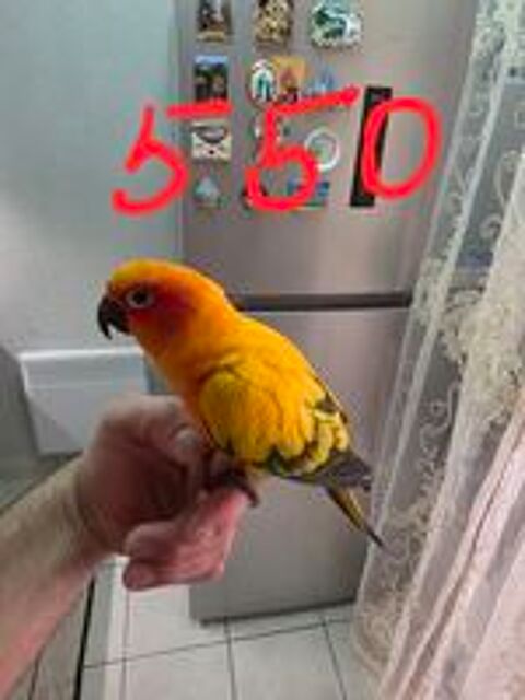   Conure soleil  