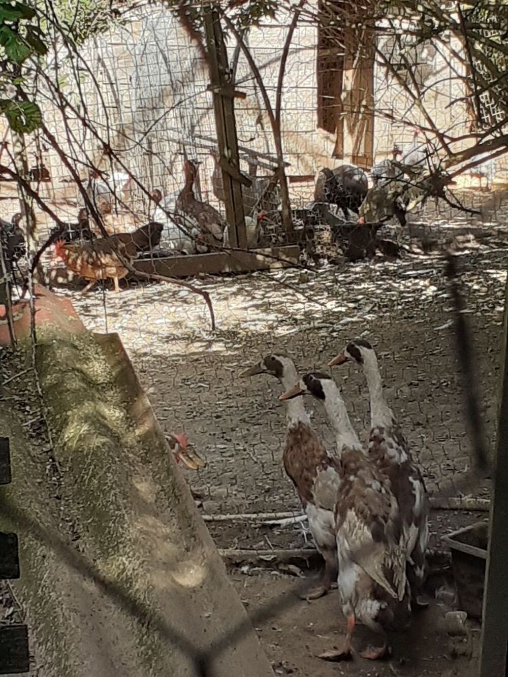   Canards, poules, coqs et cochons d inde  