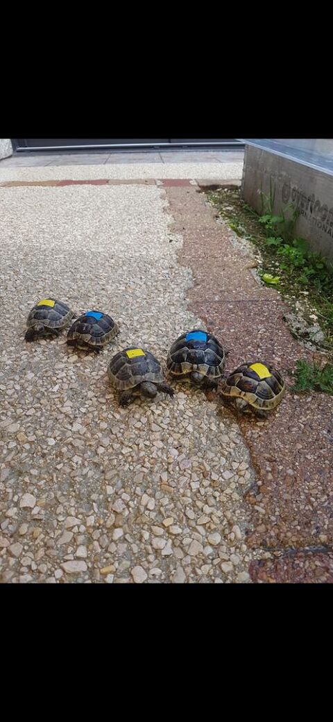 Tortue de terre 130 21130 Auxonne