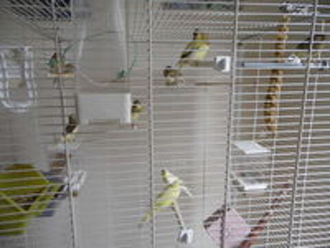   canari 