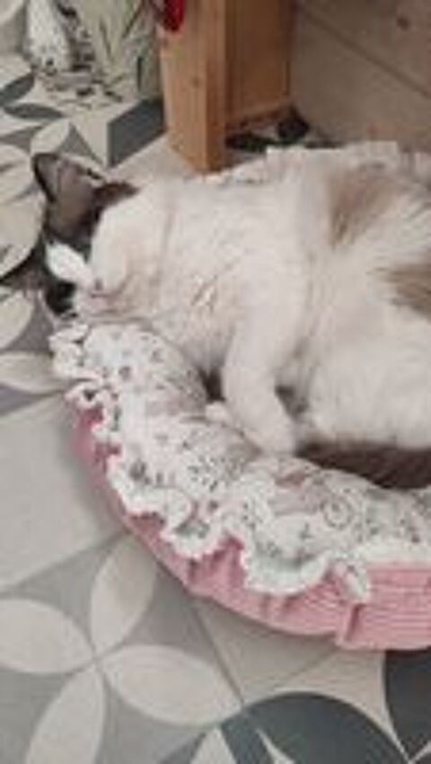   Saillie Ragdoll  