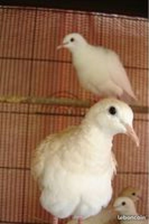   colombe 