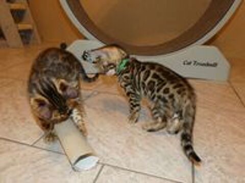   Chaton Bengal loof  