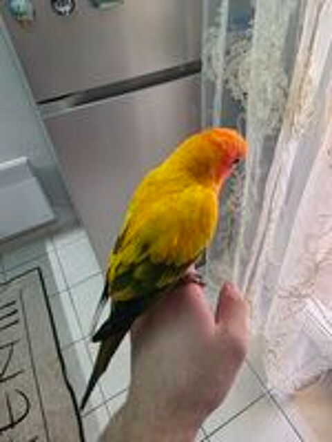  Conure soleil  