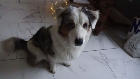 Donne berger australien male 0 59500 Douai