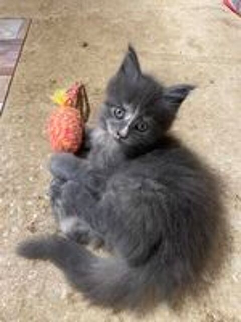   Chaton femelle MAINE COON LOOF 