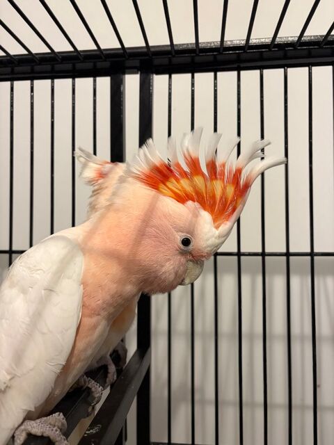 Couple Cacato&egrave;s Leadbeater 5400 13113 Lamanon