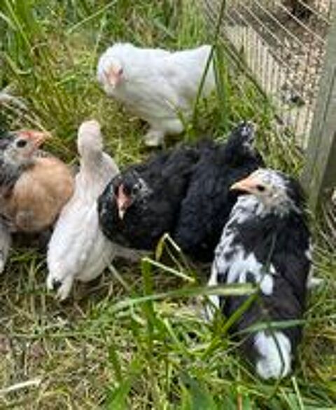   Poules Pékin 
