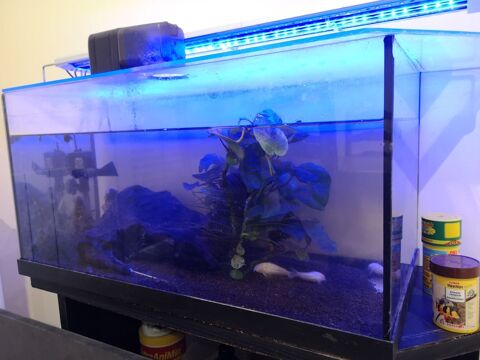 aquarium 40 litres avec 3 coridoras albinos 30 95550 Bessancourt