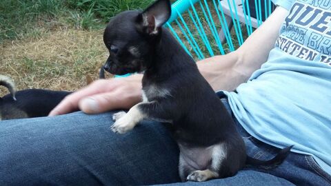 Femelle de type chihuahua 1250 22640 Plénée-jugon