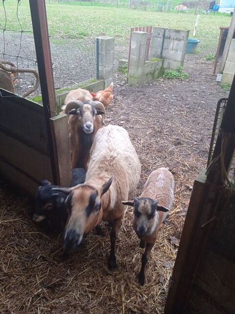 Mouton du Cameroun 80 44590 Sion-les-mines