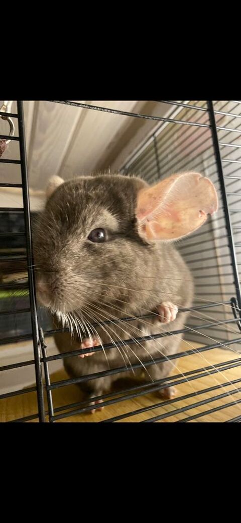 Chinchilla Brown ebony de 1 an et demi 130 02200 Soissons