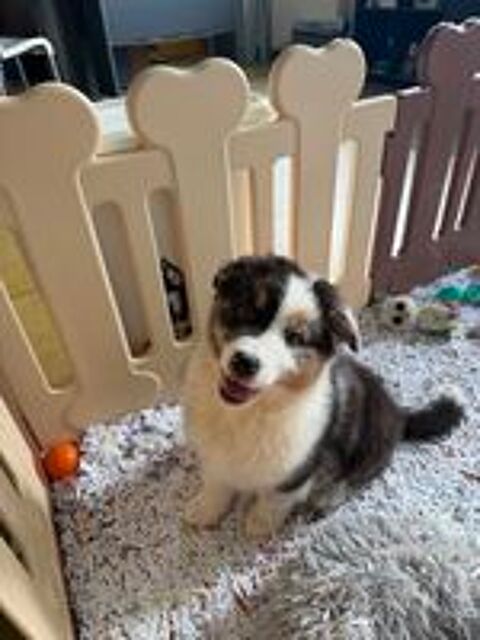  Chiot berger australien merle  