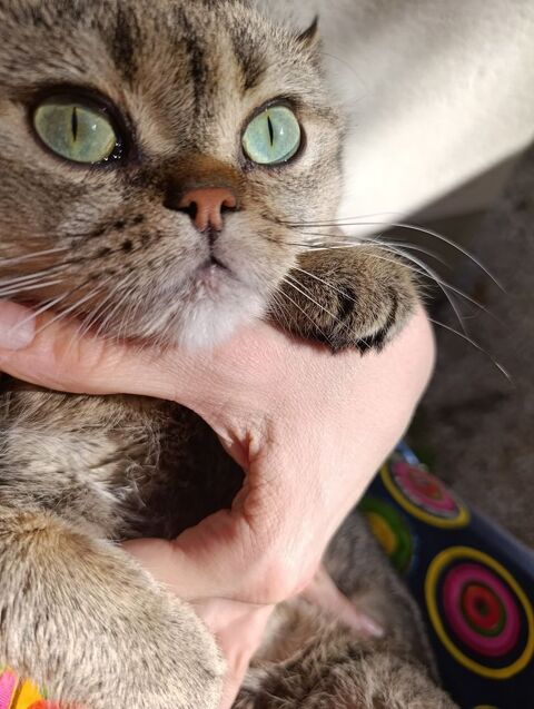 Saillie m&acirc;le type British shorthair 300 35000 Rennes
